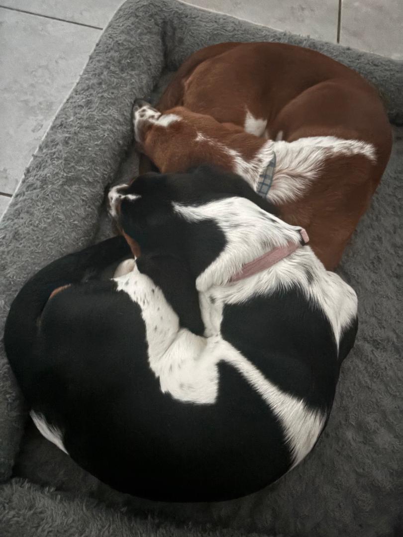 Enlarge Duke and Daisy, a ADOPTABLE Basset Hound in Auburndale, FL image 4/5