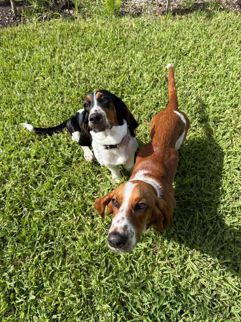 Enlarge Duke and Daisy, a ADOPTABLE Basset Hound in Auburndale, FL image 5/5