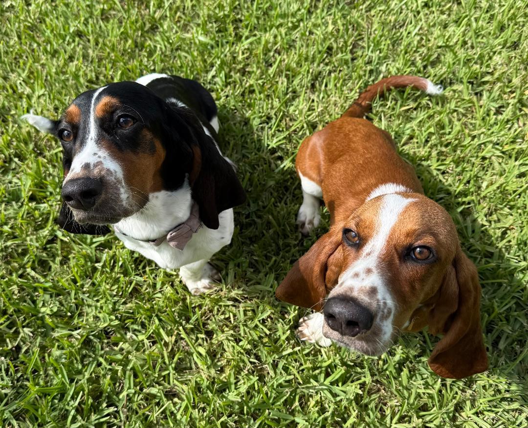 Enlarge Duke and Daisy, a ADOPTABLE Basset Hound in Auburndale, FL image 3/5