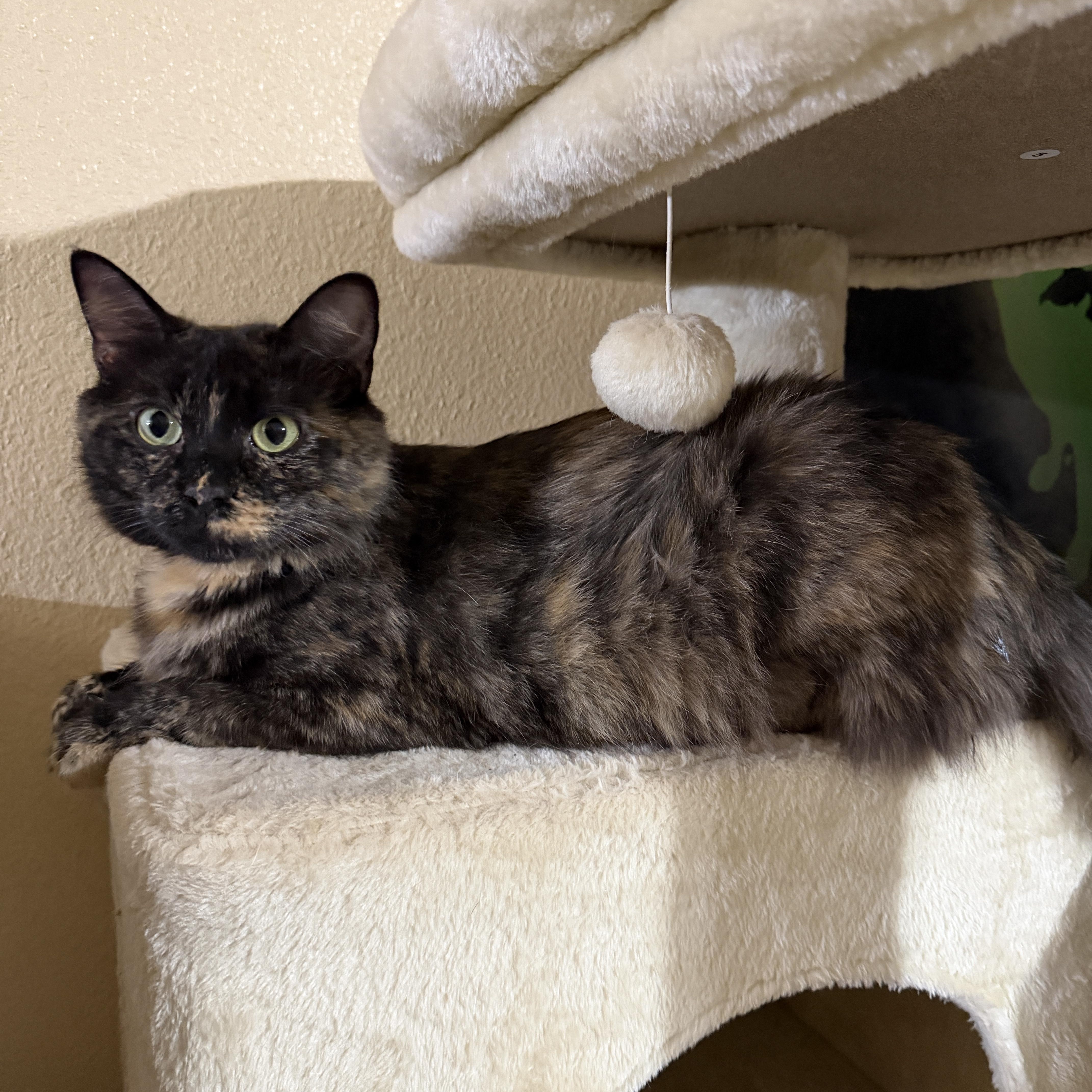 Sweet Heart, adopted, Adult Female Domestic Short Hair.