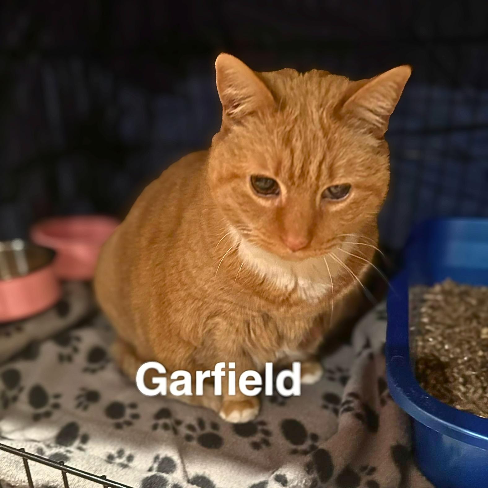 Garfield, Adoptable, Senior Male Domestic Short Hair.