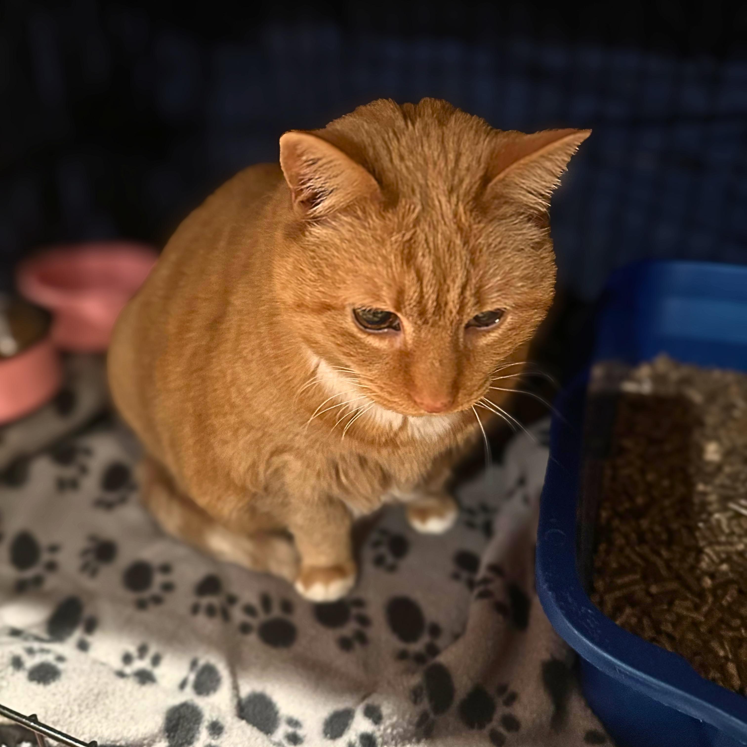 Enlarge Garfield, a Adoptable Domestic Short Hair in Lemoyne, PA image 2/5