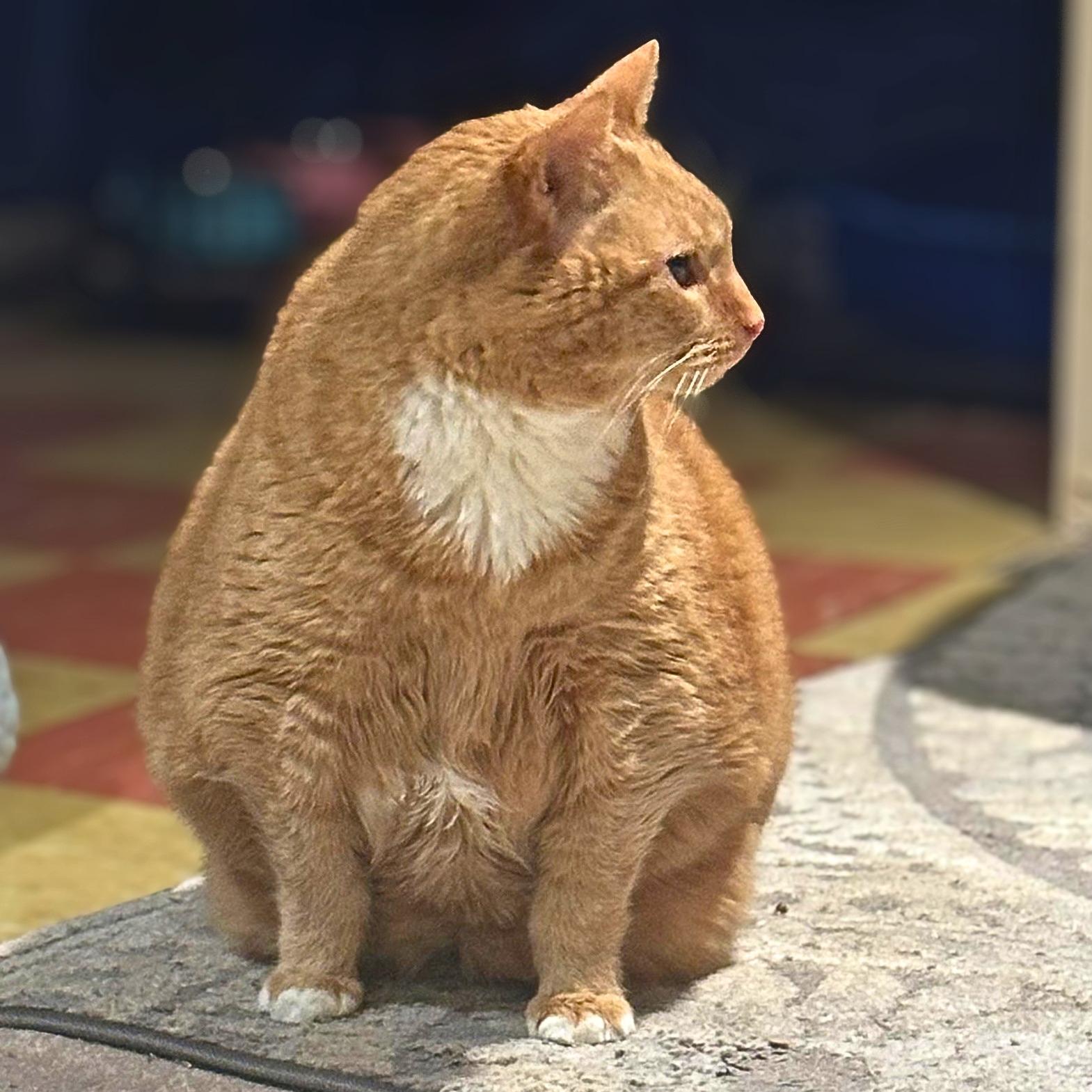Enlarge Garfield, a Adoptable Domestic Short Hair in Lemoyne, PA image 5/5