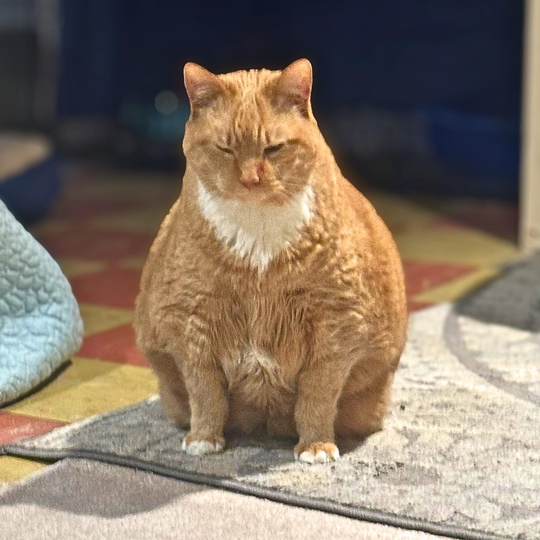Enlarge Garfield, a Adoptable Domestic Short Hair in Lemoyne, PA image 4/5