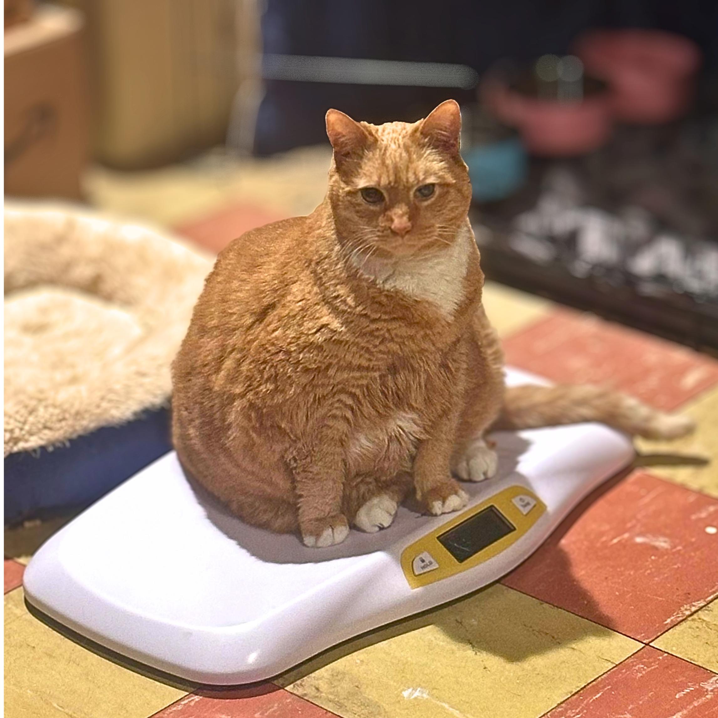Enlarge Garfield, a Adoptable Domestic Short Hair in Lemoyne, PA image 3/5