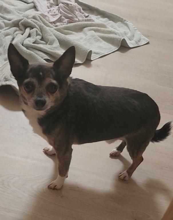 Maurice, Adopted, Adult Male Chihuahua.