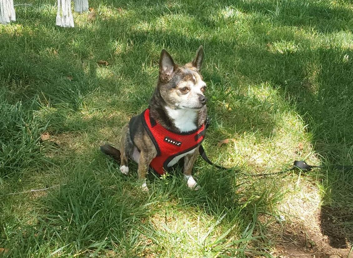 Enlarge Maurice, a Adopted Chihuahua in Columbia, MO image 5/6