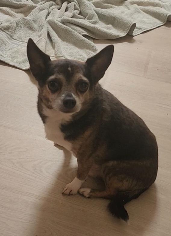 Enlarge Maurice, a Adopted Chihuahua in Columbia, MO image 6/6