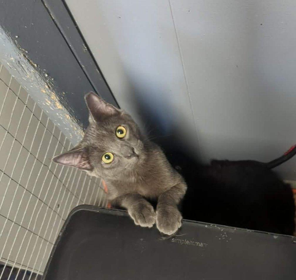 Cassius, adopted, Kitten Male Domestic Short Hair.