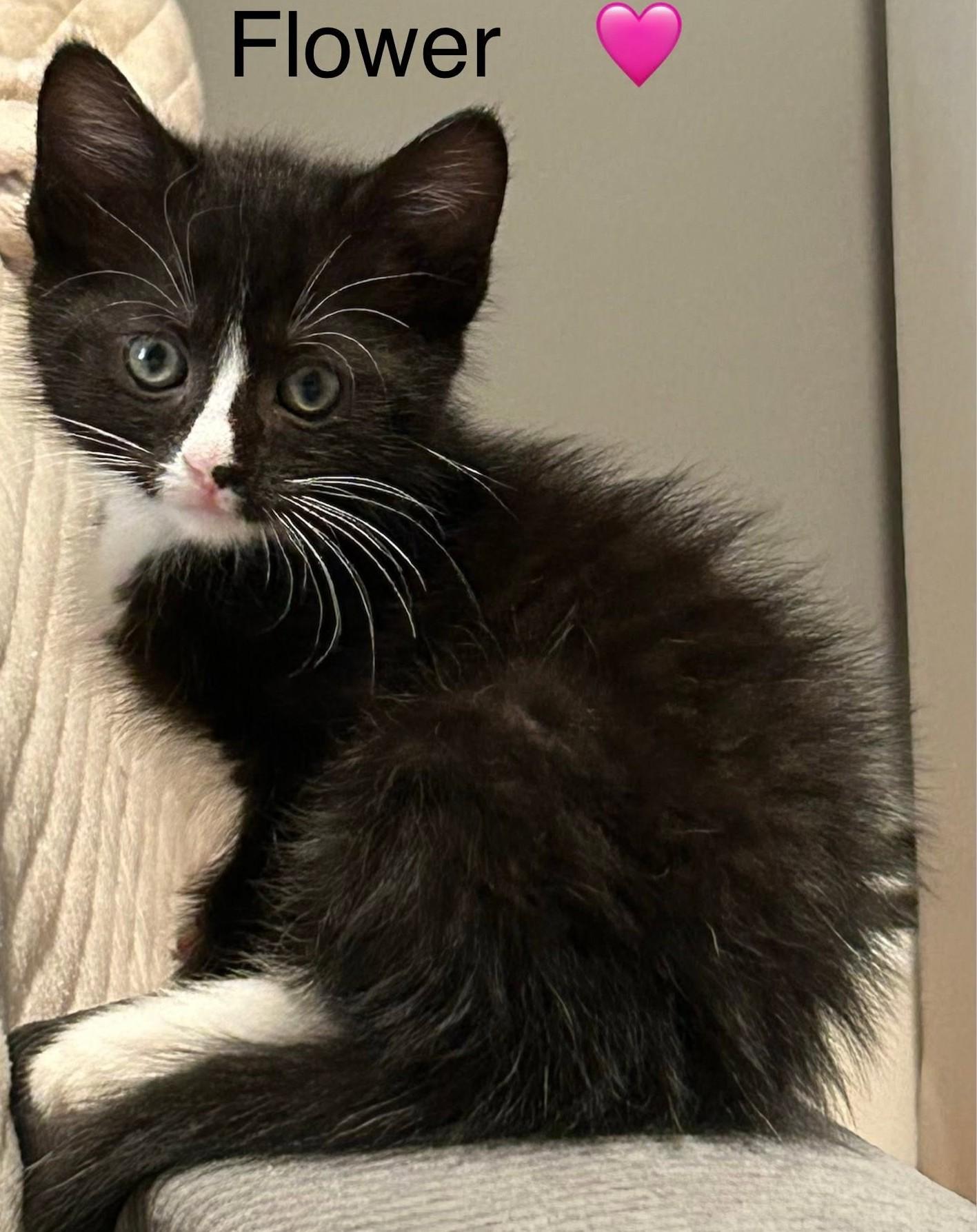 Cats & Kittens for Adoption in Oak Hill, WV | Petfinder