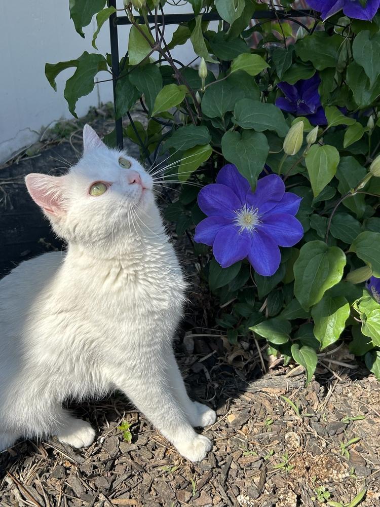 Jade, Adoptable, Young Female Domestic Short Hair.