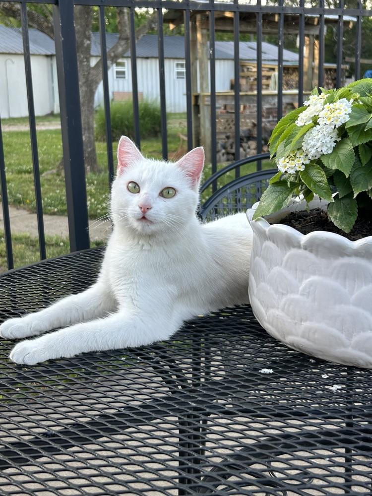 Jade, a Adoptable Domestic Short Hair in Pulaski, TN image 2/3