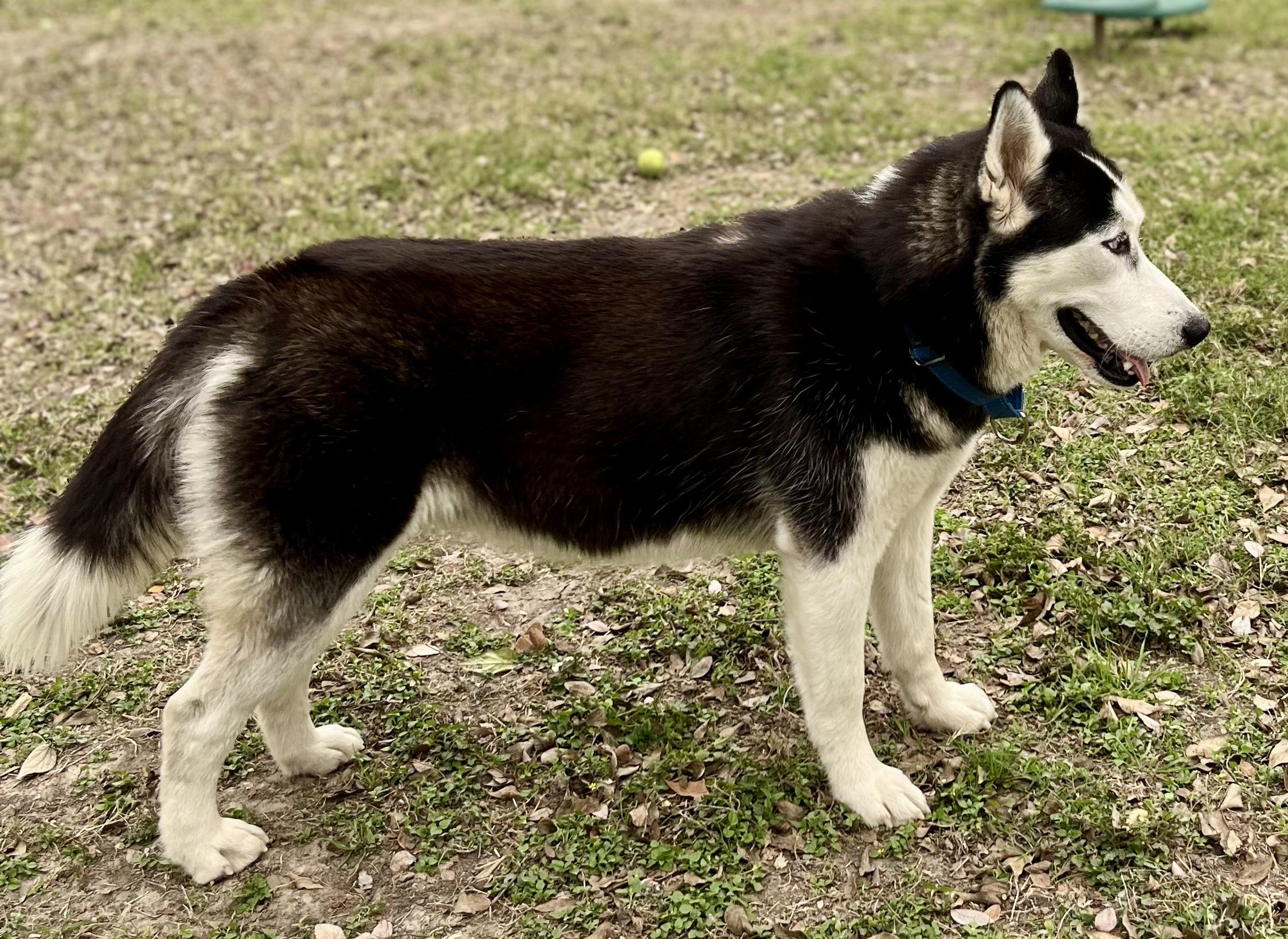 Millie — thumbnail 2