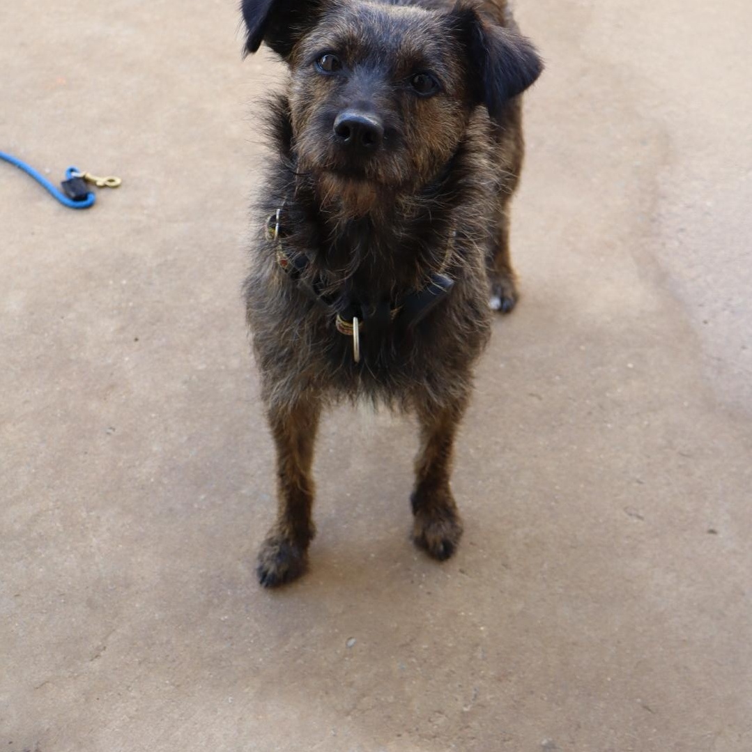 Enlarge Clover, a Adoptable mixed breed in Winston Salem , NC image 5/5
