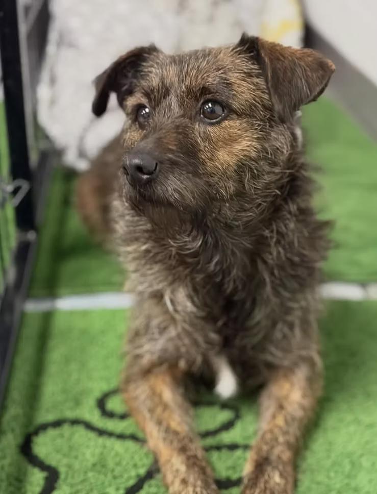 Enlarge Clover, a Adoptable mixed breed in Winston Salem , NC image 4/5