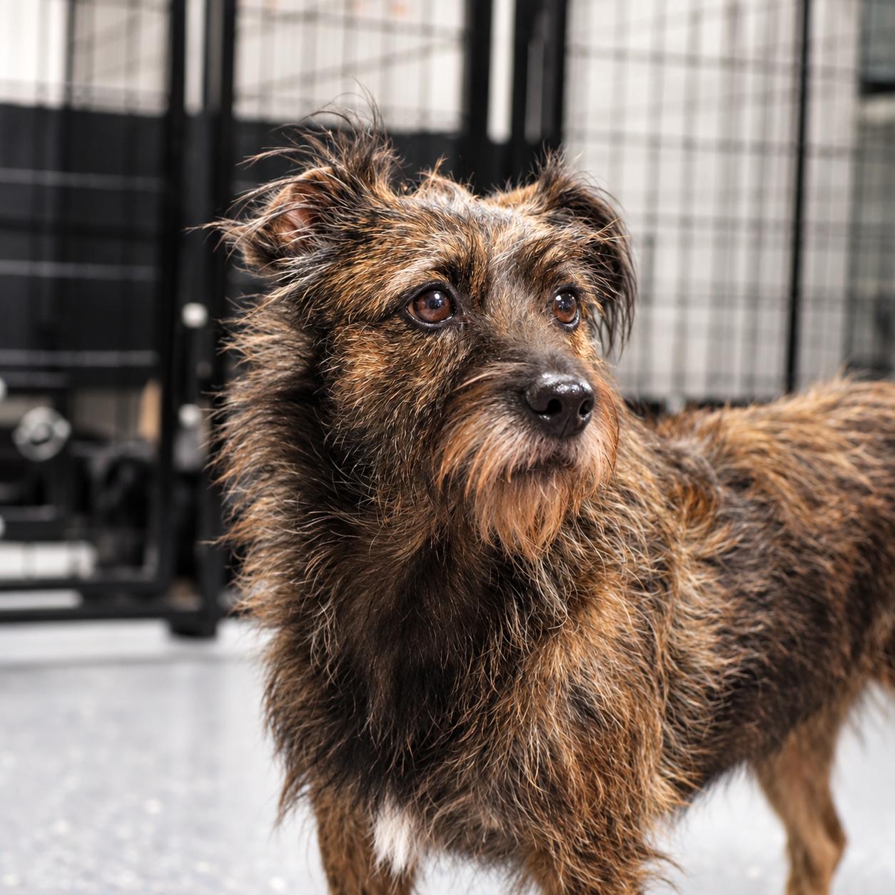 Enlarge Clover, a Adoptable mixed breed in Winston Salem , NC image 2/5