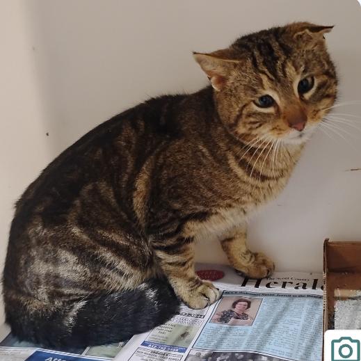 Krinkle, Adoptable, Adult Male Domestic Short Hair.