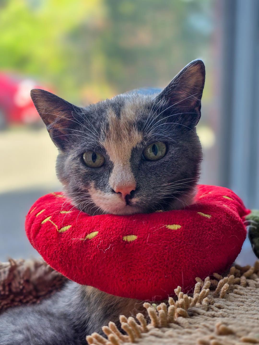 Britney, Adopted, Kitten Female Domestic Short Hair.