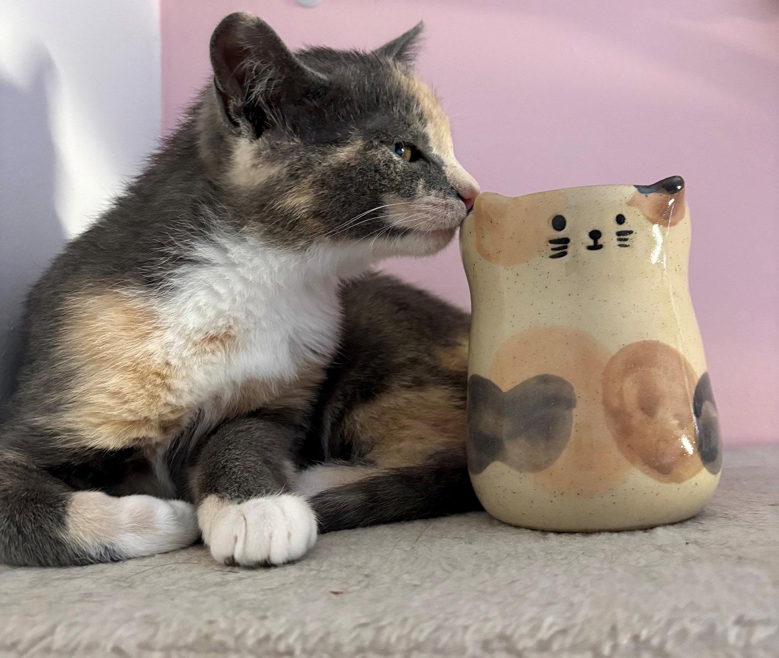 Enlarge Britney, a Adopted Domestic Short Hair in Montreal, QC image 2/3