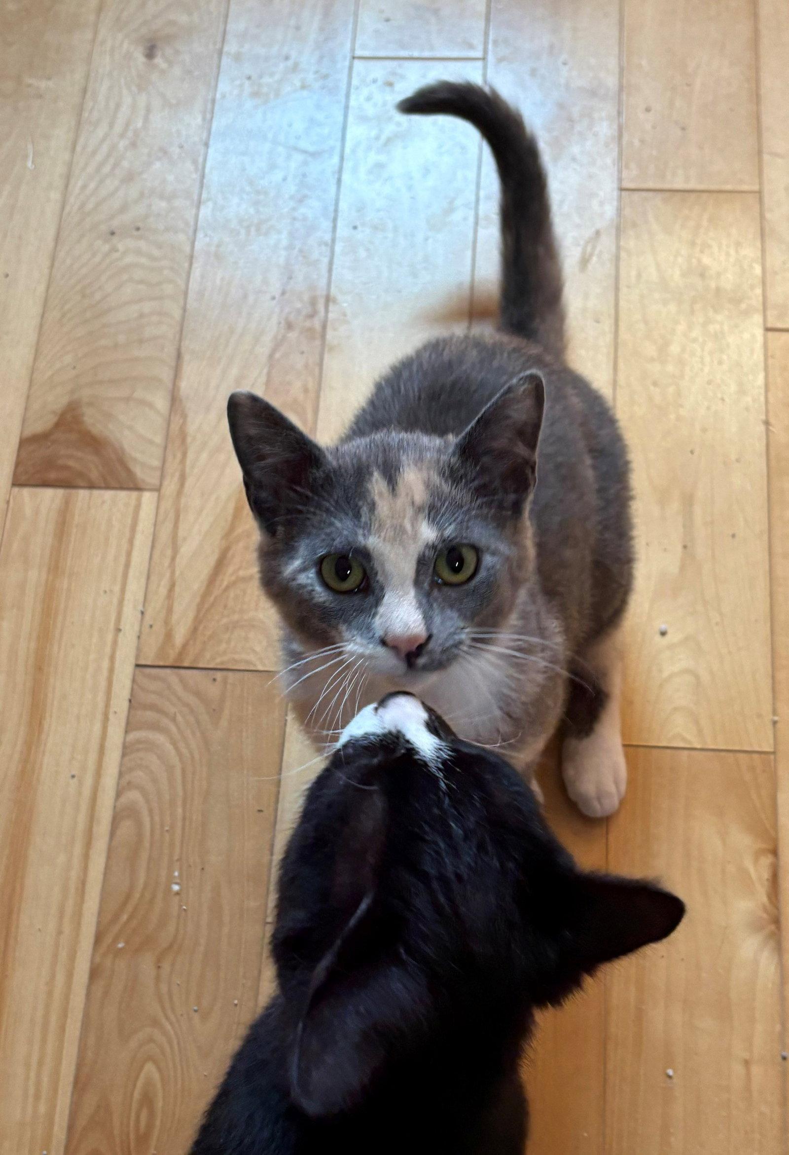 Enlarge Britney, a Adopted Domestic Short Hair in Montreal, QC image 3/3