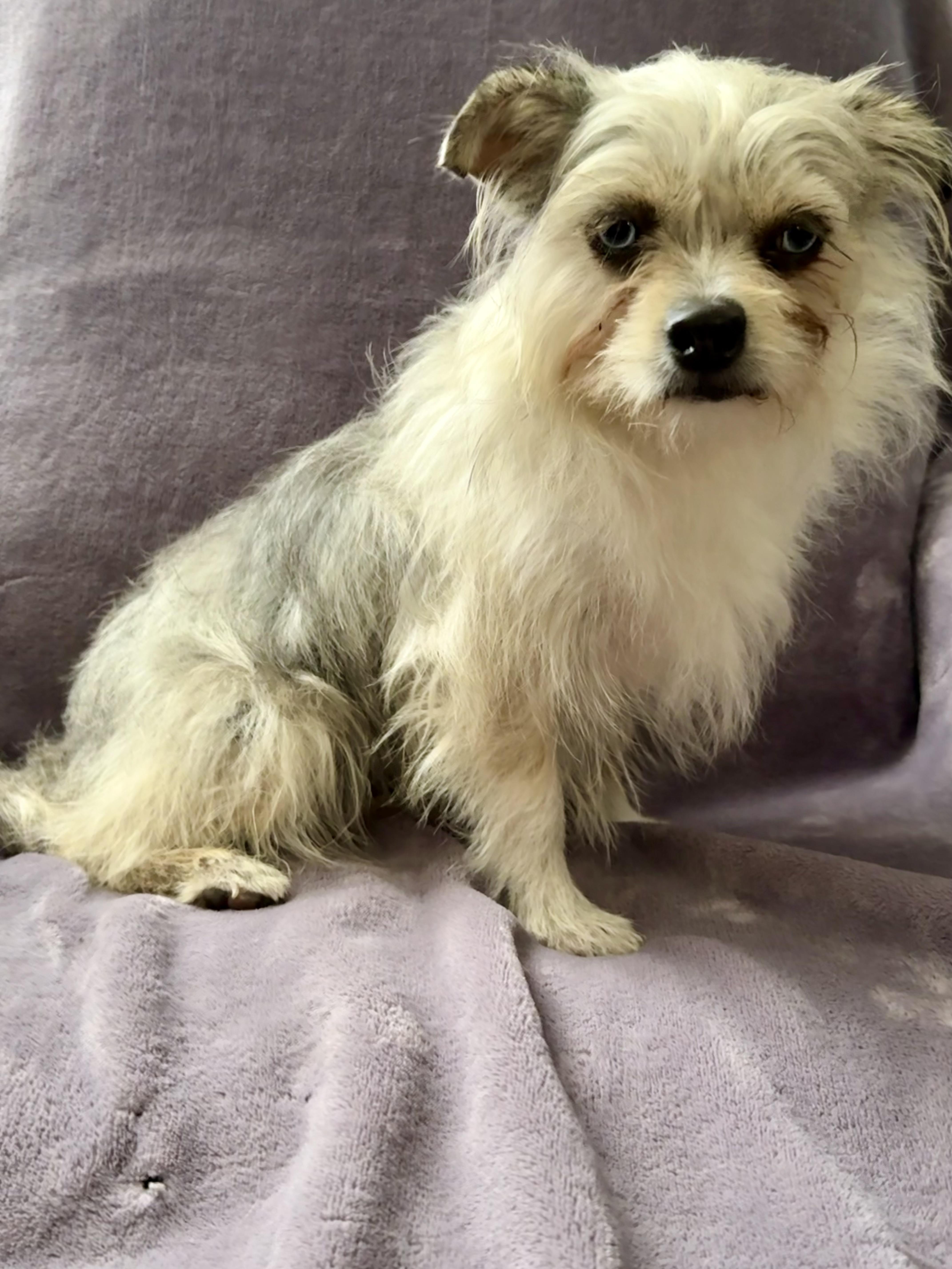 Phyllis, Adopted, Young Female Chihuahua & Jack Russell Terrier.