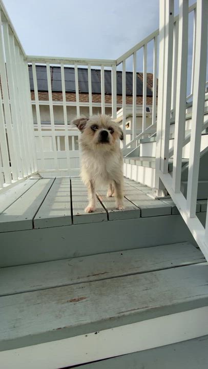 Enlarge Phyllis, a Adopted mixed breed in New Port Richey, FL video 2/2