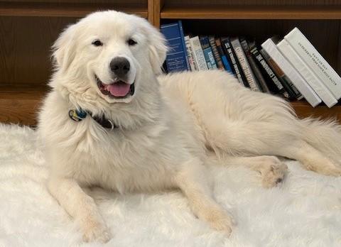 Enlarge Hank, an adopted Great Pyrenees in Gardiner, NY image 2/6