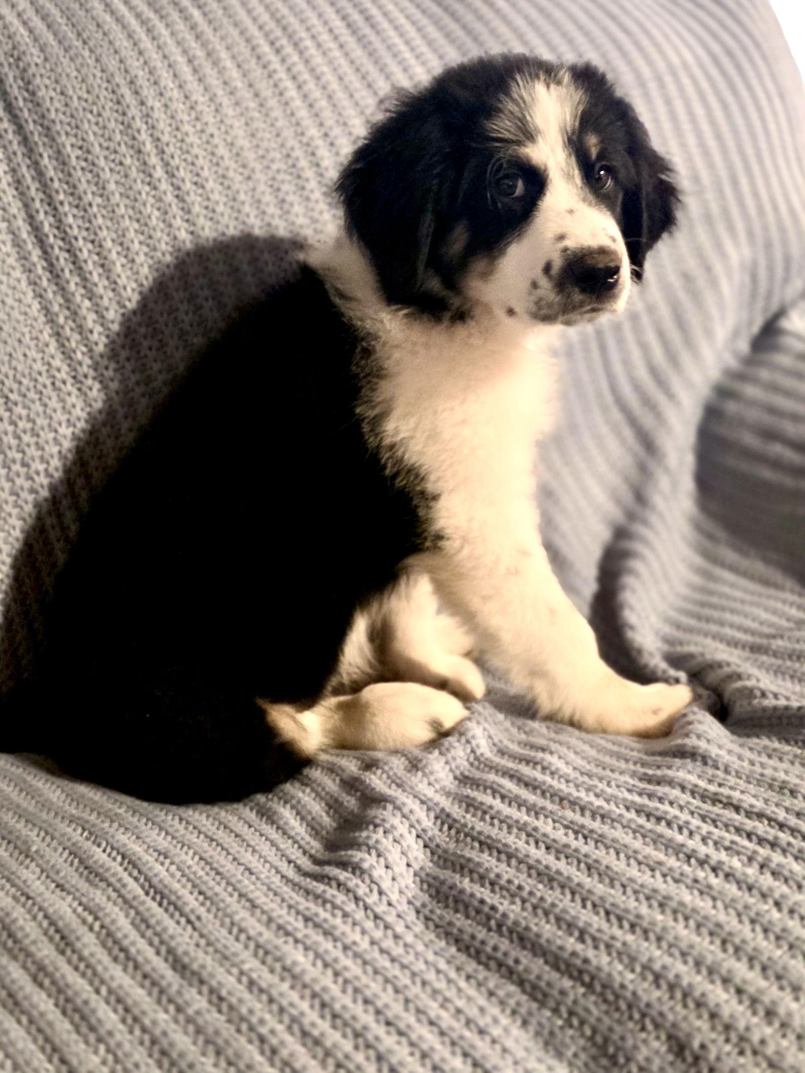 Enlarge Ollie, an adopted mixed breed in Spring, TX image 5/6