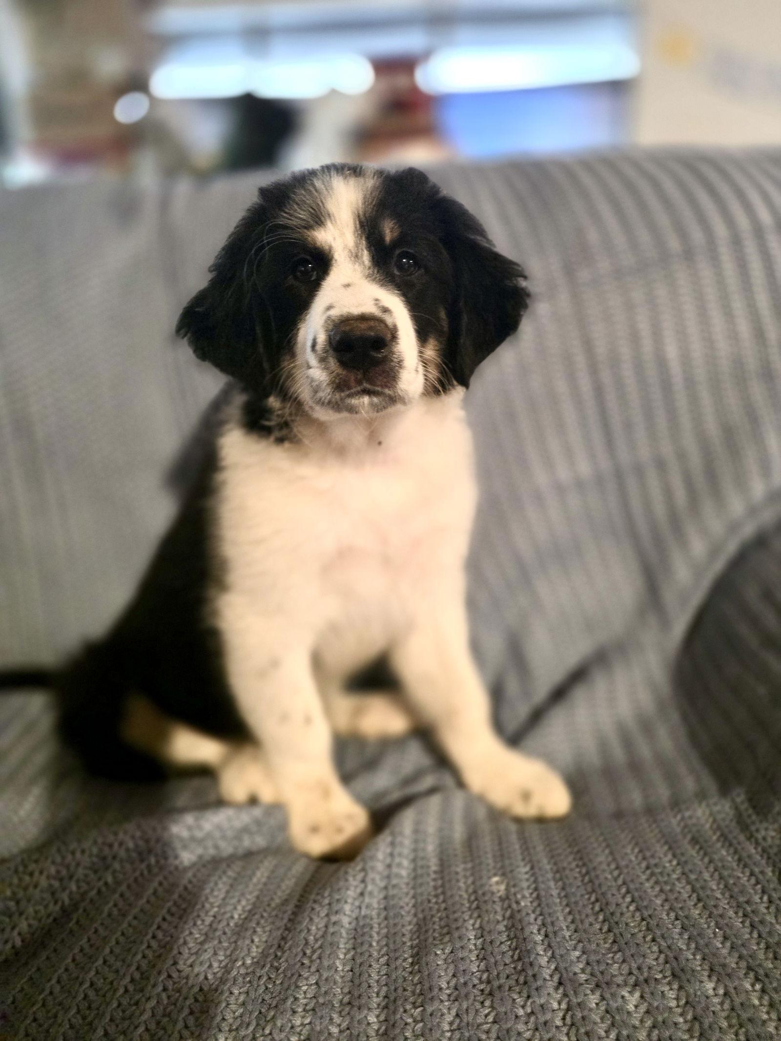 Enlarge Ollie, an adopted mixed breed in Spring, TX image 2/6