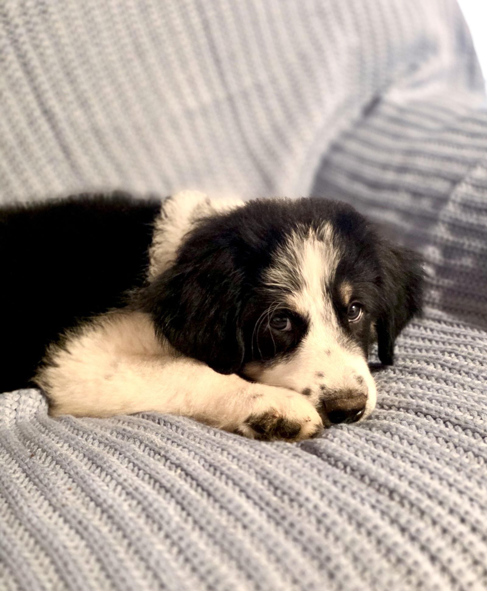 Enlarge Ollie, an adopted mixed breed in Spring, TX image 6/6