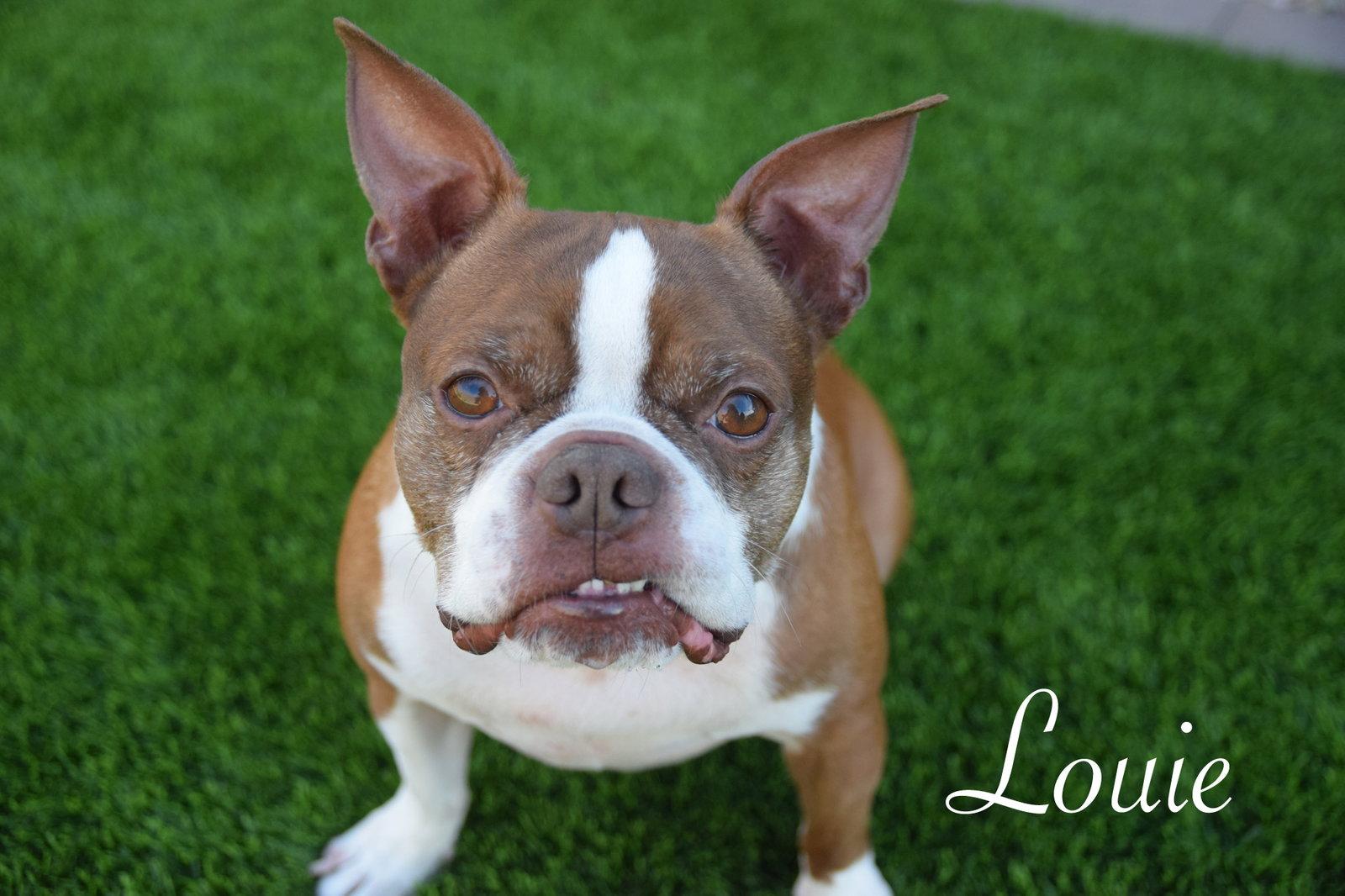 Enlarge Lucas, a Adopted Boston Terrier in Scottsdale, AZ image 3/3