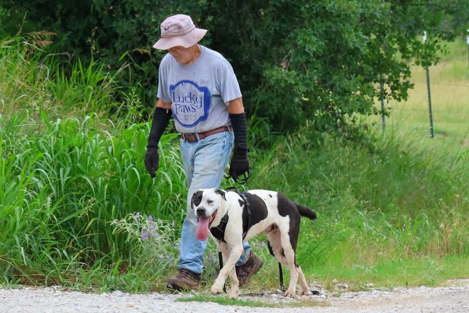 Whiskey, ADOPTABLE, Adult Male Great Dane.