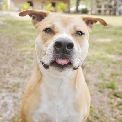 Boone, Adoptable, Adult Male Mixed Breed & Mixed Breed.