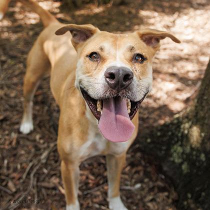 Boone, Adoptable, Adult Male Mixed Breed & Mixed Breed.