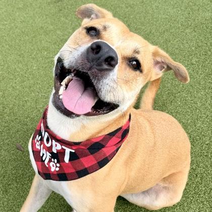 Boone, Adoptable, Adult Male Mixed Breed & Mixed Breed.