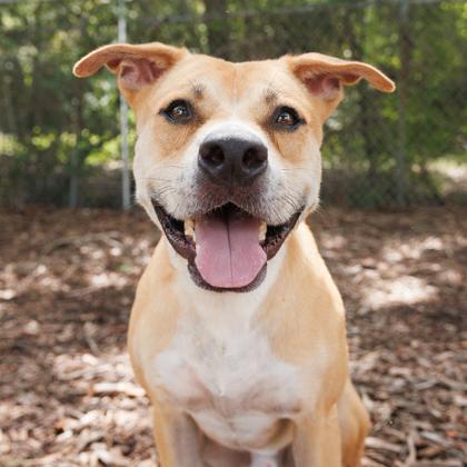 Enlarge Boone, a Adoptable mixed breed in Largo, FL image 2/3