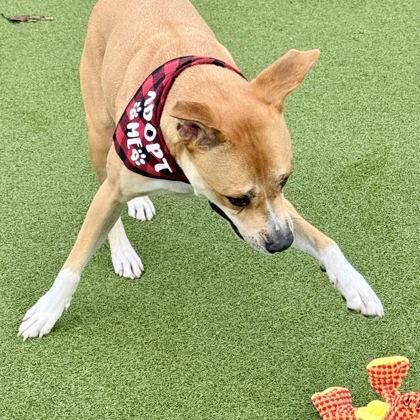 Enlarge Boone, a Adoptable mixed breed in Largo, FL image 3/3