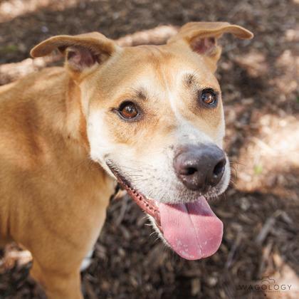Boone, a Adoptable mixed breed in Largo, FL image 3/3