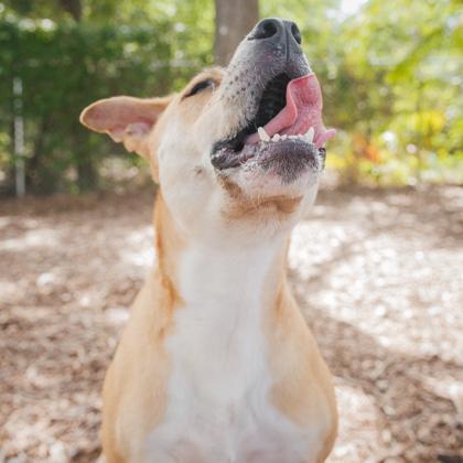 Boone, a Adoptable mixed breed in Largo, FL image 2/3