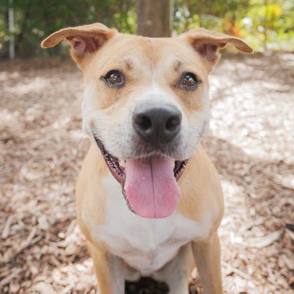 Boone, a Adoptable mixed breed in Largo, FL image 3/3