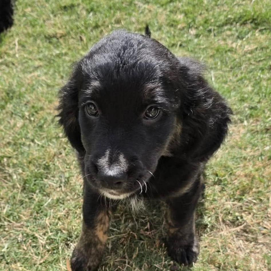 Maple, adopted, Puppy Female Goldendoodle & Bernedoodle.