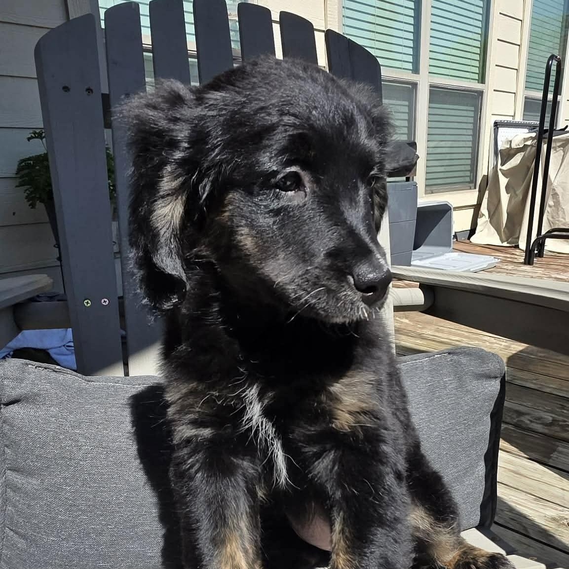 Enlarge Maple, an adopted mixed breed in Albany, NY image 5/6