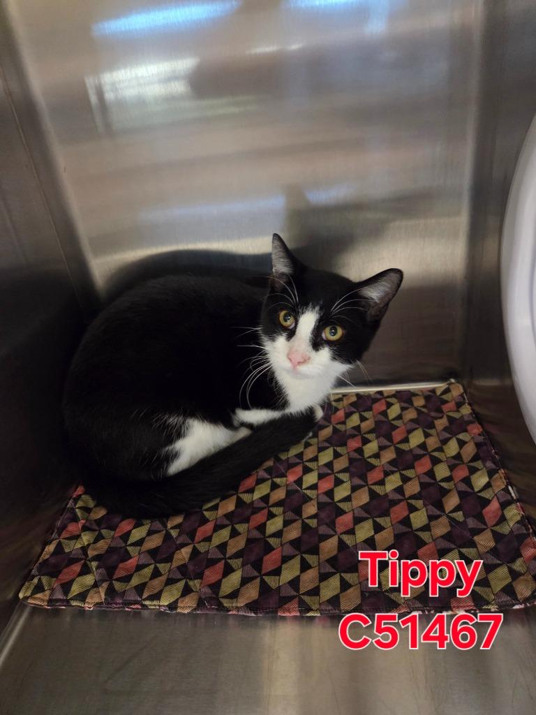 Tippy, a Adoptable mixed breed in Clarksville, TN image 1/2