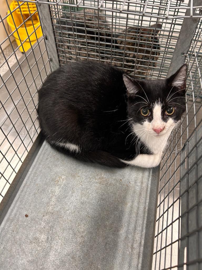 Tippy, a Adoptable mixed breed in Clarksville, TN image 2/2