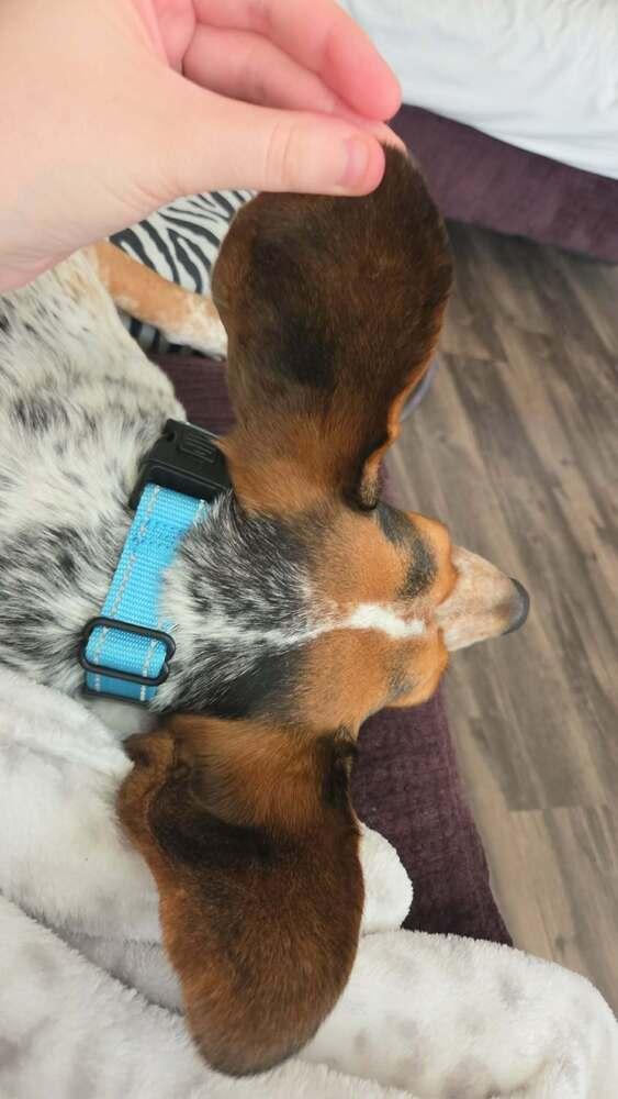Suga-Doo, Adoptable, Adult Female Beagle.