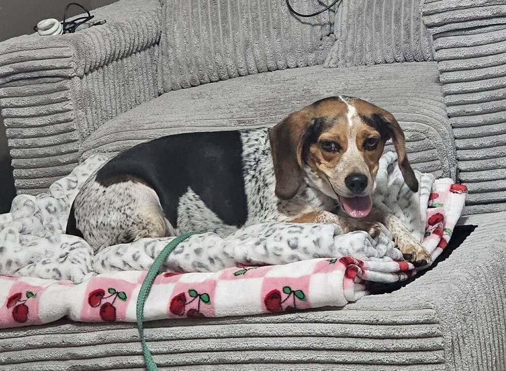 Enlarge Suga-Doo, a Adoptable Beagle in Peoria, IL image 3/6