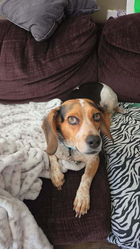 Enlarge Suga-Doo, a Adoptable Beagle in Peoria, IL image 4/6