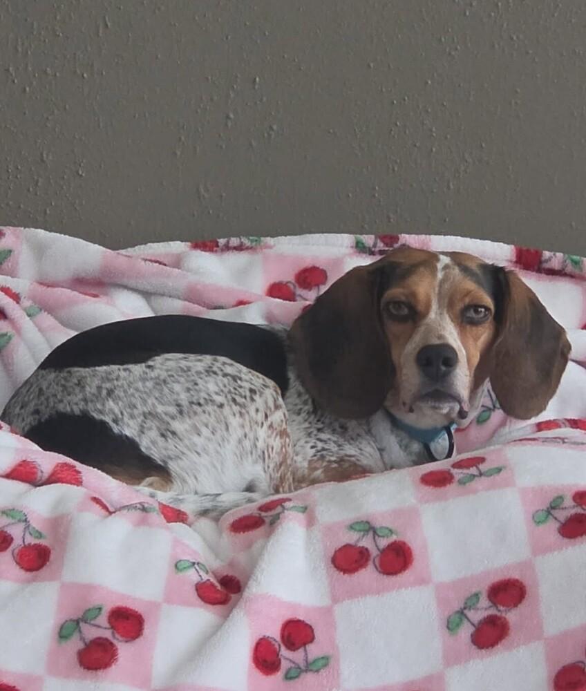 Enlarge Suga-Doo, a Adoptable Beagle in Peoria, IL image 5/6