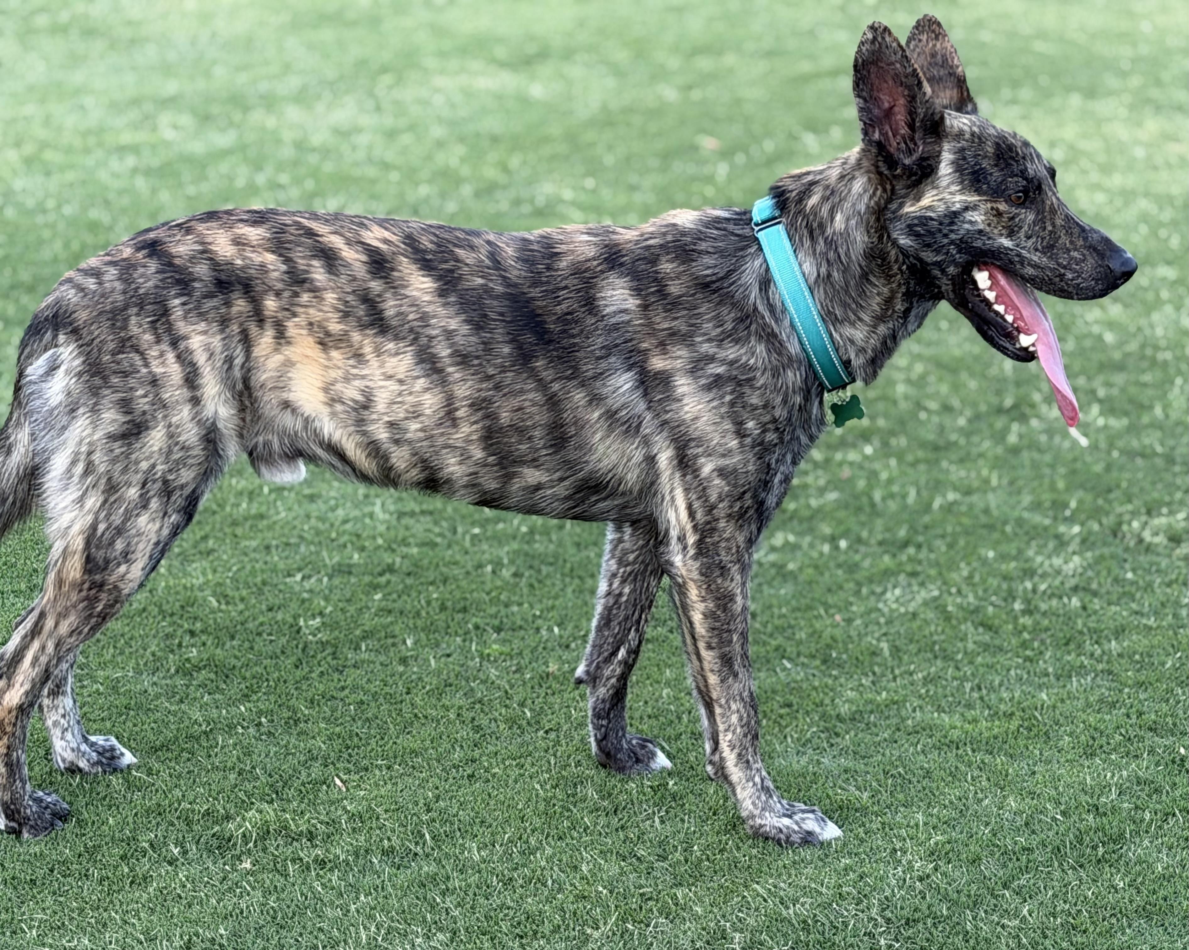 Bram - AKA Bouncer, a Adoptable Dutch Shepherd in MURRIETA, CA image 5/6
