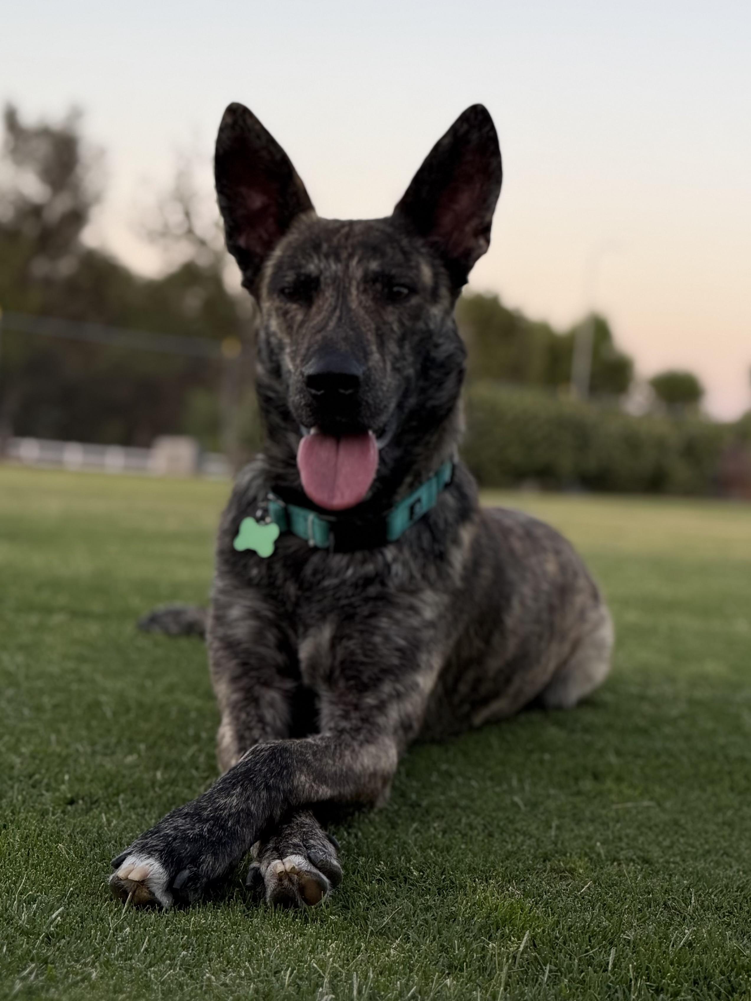 Bram - AKA Bouncer, a Adoptable Dutch Shepherd in MURRIETA, CA image 2/6